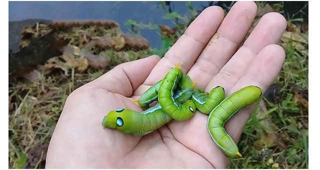 Giấc mơ thấy sâu đánh con gì? Và điềm báo ra sao?